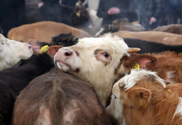 Danalardan insanlara bulaşıyor! Sinsi sinsi öldürüyor