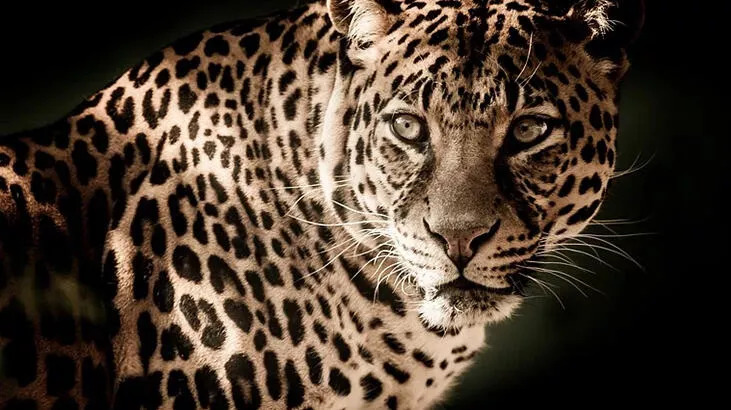 Leopar alarmı! Yakalamaya çalışınca polise saldırdı
