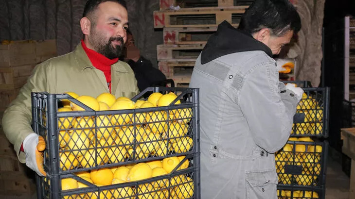 Limonlar, tüf oymalı soğuk hava depolarında korunuyor