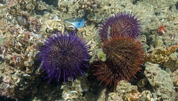 Marmara’da deniz kestanesi avcılığı yasaklandı