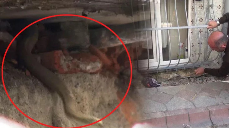 Yılan paniği; dumanla çıkarmaya çalıştılar