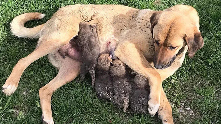 Anneleri ölen tilki yavrularına karakoldaki köpek süt annelik yaptı