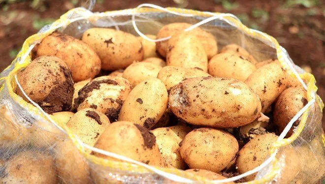 Patates uçuyor! Tarlada kilosu 9 lira…