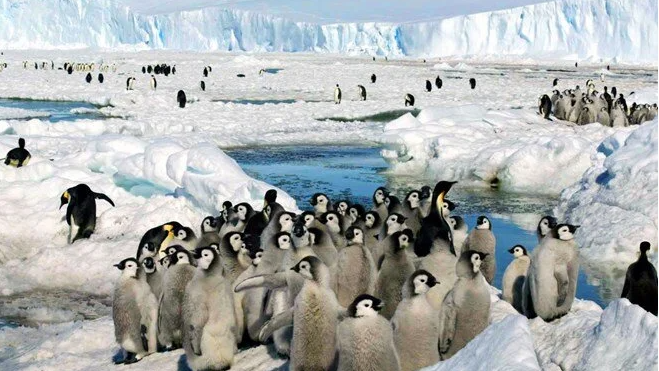 Endişe veren araştırma: İmparator penguenleri yok olma tehlikesiyle karşı karşıya
