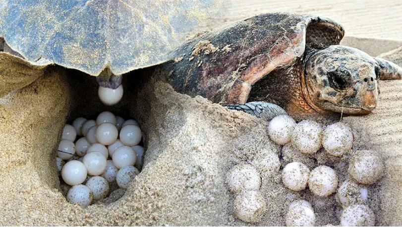 Caretta carettaların yumurtlama dönemi başladı!
