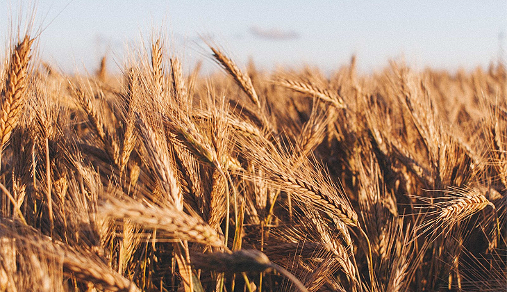 Bakanlıktan ‘buğday ithalatı’ açıklaması