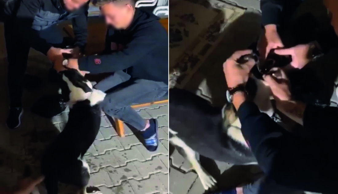 Bursa’da pes dedirten görüntüler! Köpeğe alkol işkencesi
