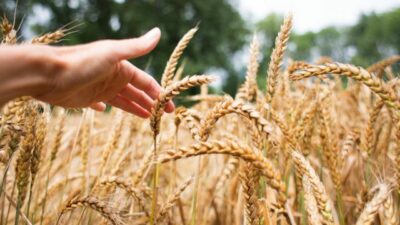 TMO Genel Müdürü Güldal: Buğdayda önemli artış görüyoruz