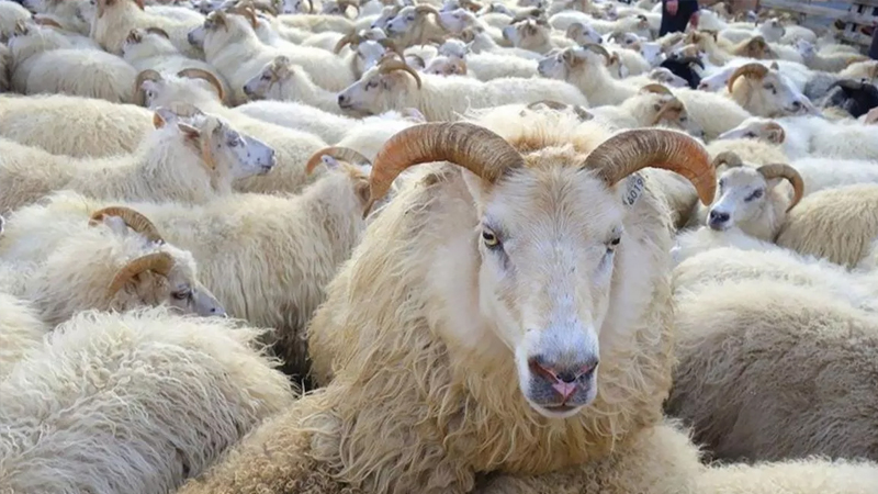 Kızılay vekaletle kurban bedelini açıkladı