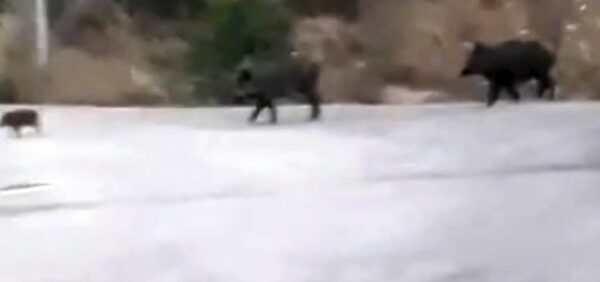 Bursa’da aç kalan domuz sürüsü şehre indi