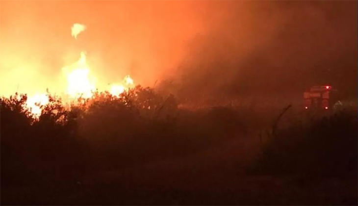 Antalya’da zeytinlik ve sazlık alanda yangın