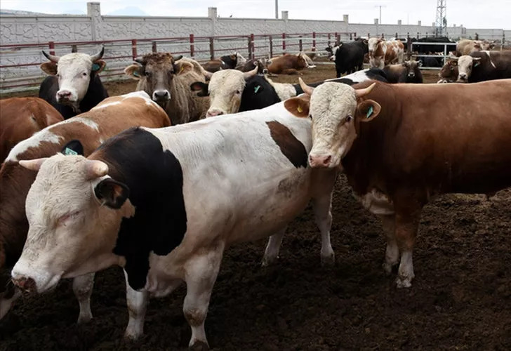 Şimdiden alanlar var! Kurban fiyatlarında ilk rakamlar geldi