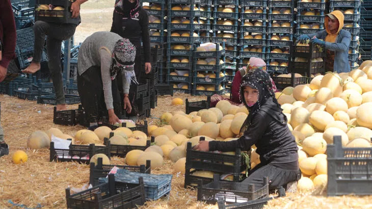 Tarladan 6 TL’ye çıkan kavun, markette 2 katı fiyata satılıyor