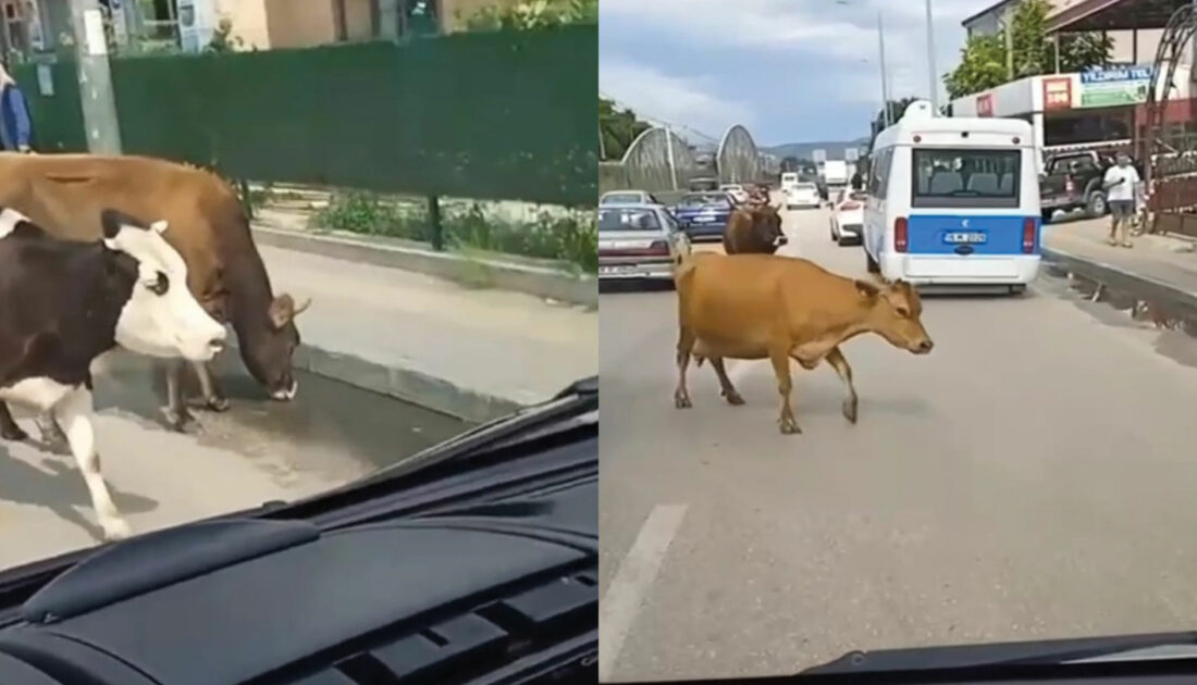 Bursa’da ilginç anlar… Ana yolda inek alarmı!