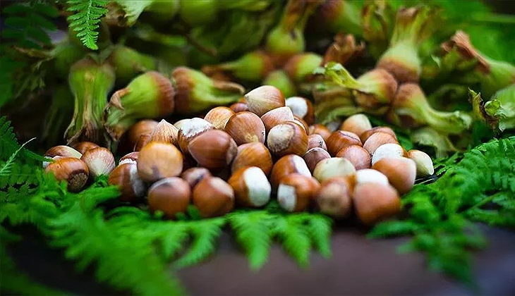 Giresun Tombul Fındığı AB tarafından tescillendi