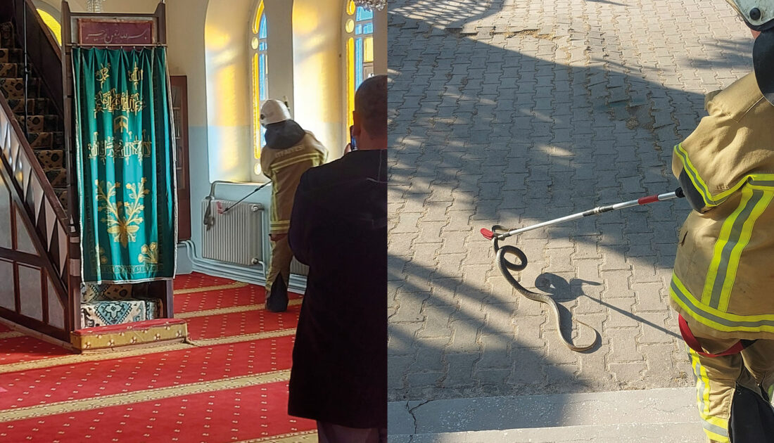 Bursa’da camide yılan paniği