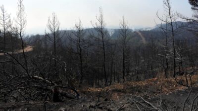 ‘Kurak geçen kışın ardından orman yangını sayısı artıyor’
