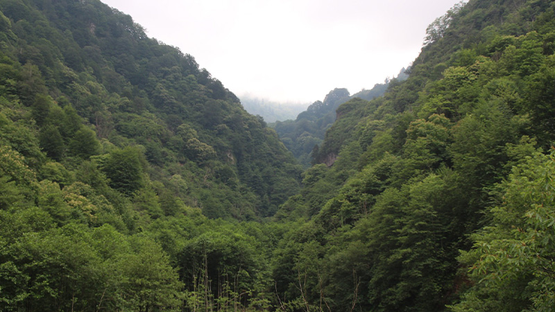 Rize’de ormanlara giriş-çıkış yasaklandı