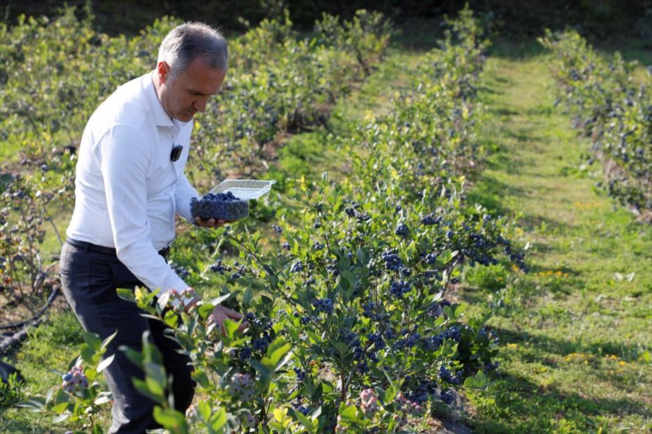 Bursa’da yaban mersini hasadı başladı