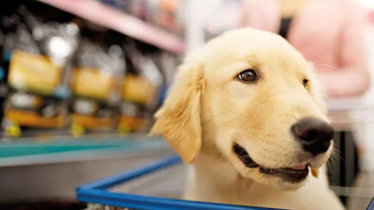 Vitrinden kedi-köpek satışı yasaklandı, peki nasıl denetlenecek