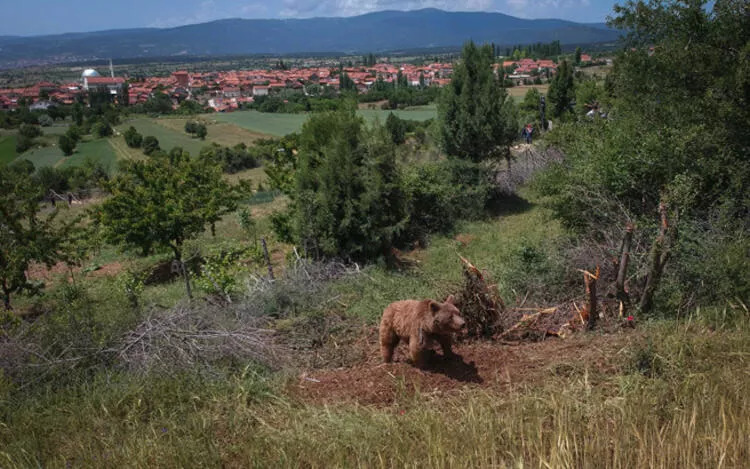 Domaniç’te çobana ayı saldırdı
