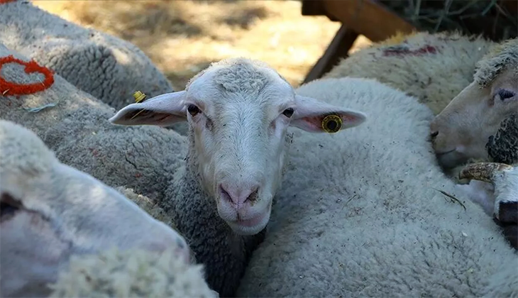 Kurbanlıklara kötü muameleye cezai işlem uygulanacak