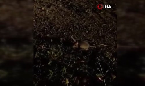 Ömrü boyunca su içmiyor! Türkiye’de görüntülendi