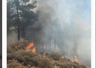 Hatay’da orman yangını