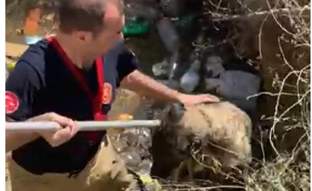Bursa’da köpek su kuyusuna düştü