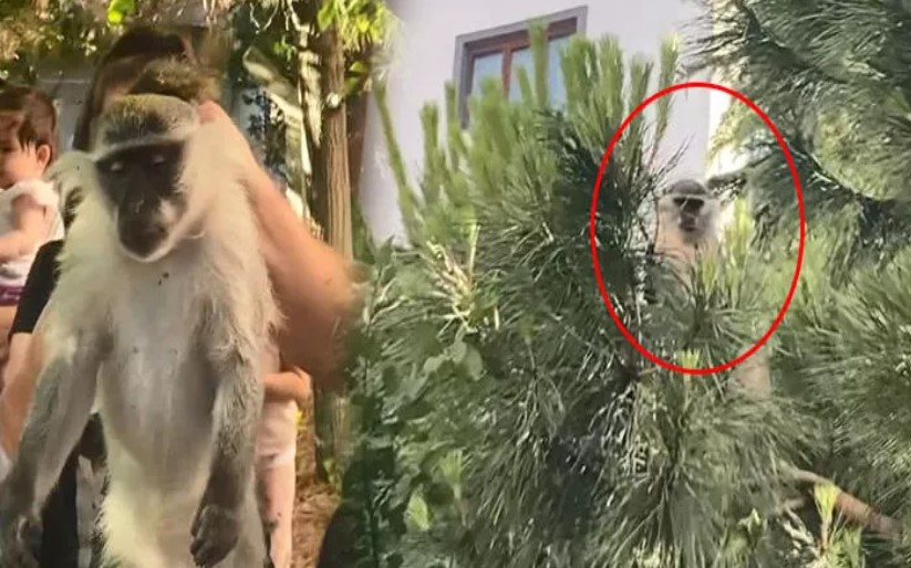 Şehrin göbeğinde maymun şaşkınlığı!