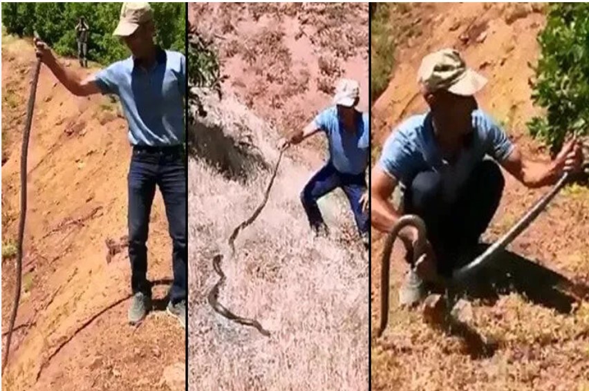 3 metrelik yılanı önce sevdi, sonra doğaya bıraktı