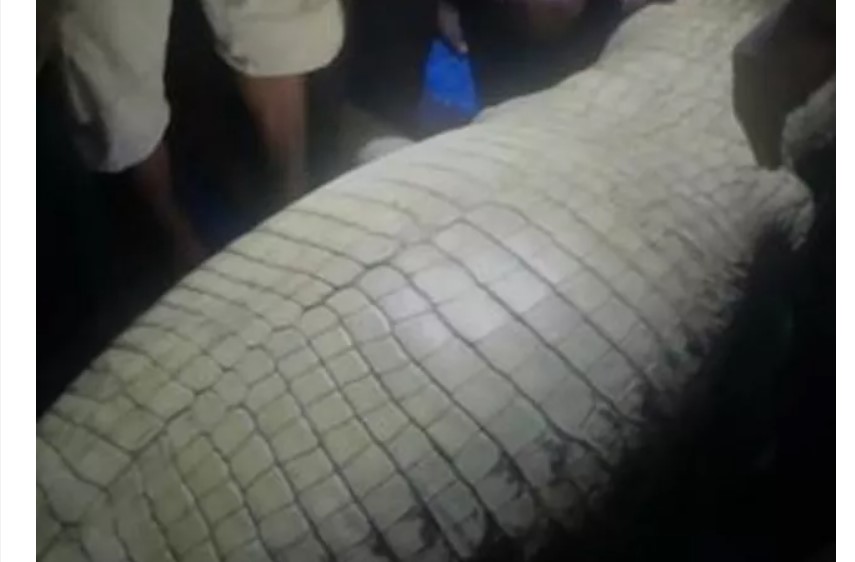 Görenler inanamadı! Dev timsahın midesinden çıkartıldı
