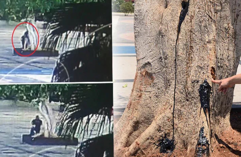 Ağacın kurutulmasında 3 şüpheli serbest, sebep ‘sır’