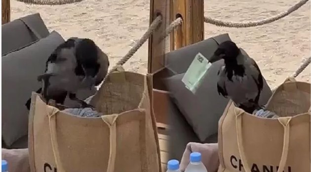 Görenler şaştı kaldı! Karga çantadaki parayı kaptı