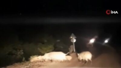 Bursa’da yemek bulamayan domuz sürüsü köye indi
