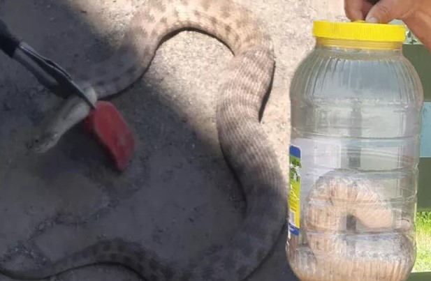 İş yerine giren engerek yılanı korkuttu