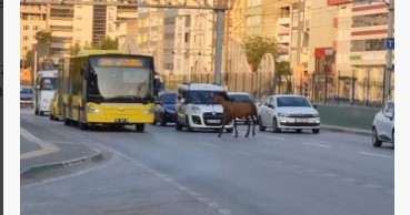 Bursa’da başıboş at trafiği aksattı
