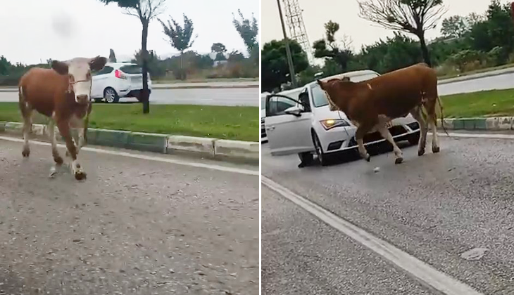 Bursa’da kaçan kurbanlıklar trafiği birbirine kattı