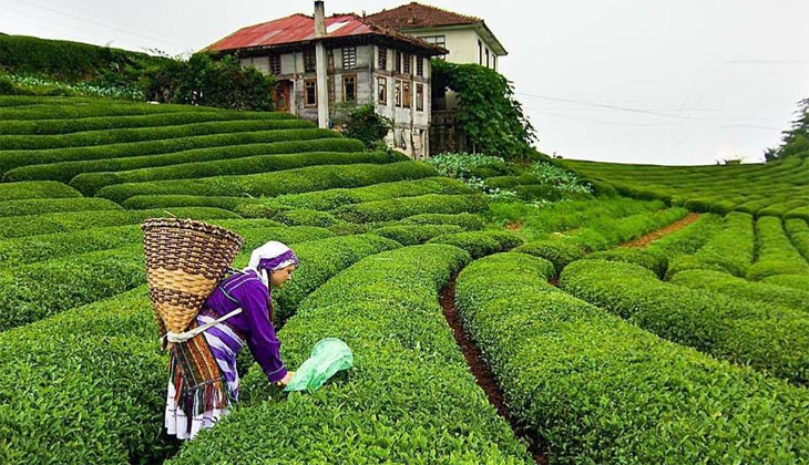 Çay üreticisine budama tazminatı ödemesi başladı