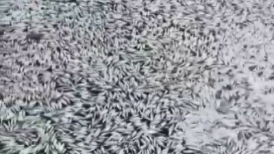 Bursa’da esrarengiz balık ölümleri