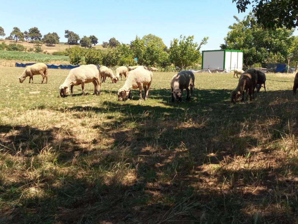 Yenişehir’e hayvan giriş çıkışları yasaklandı