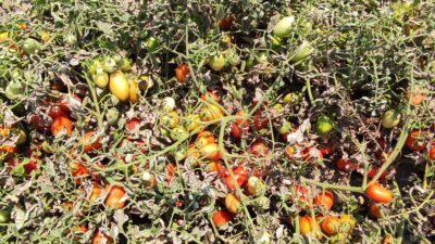 Bursa’da hasada sayılı günler kala binlerce dönüm domates kurudu