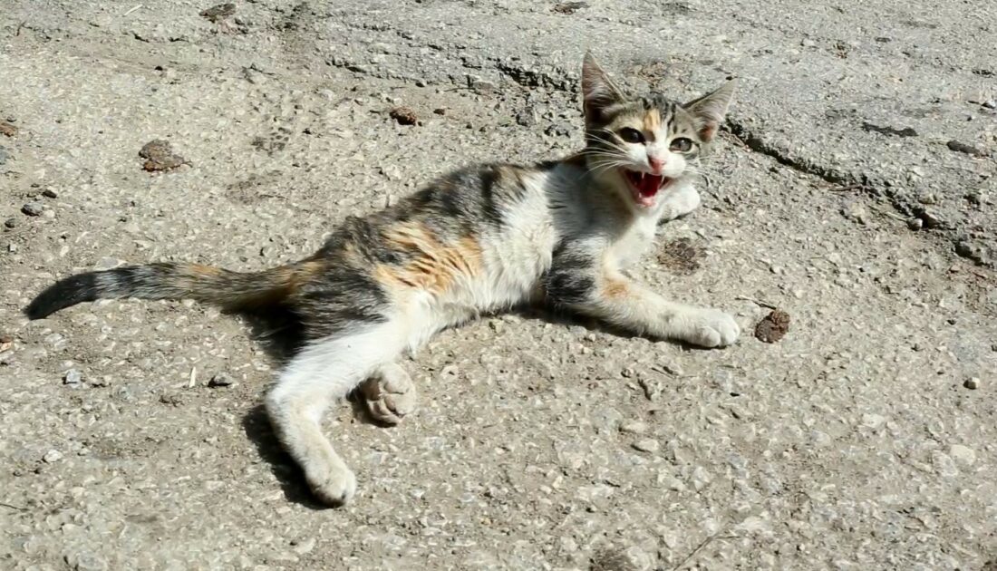 Yaralı kediye Yenişehir Belediyesi sahip çıktı