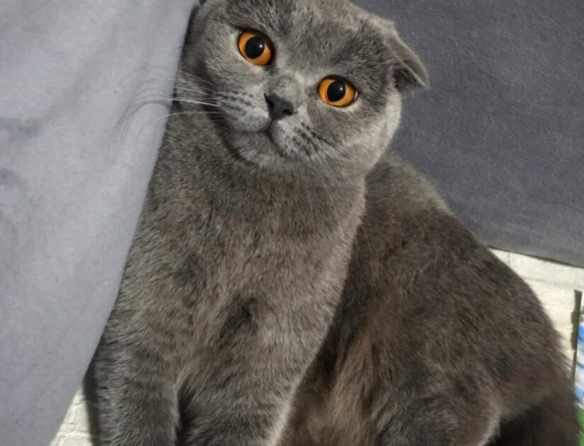 Bursa’da kedisini bulana 10 bin TL ödül verecek
