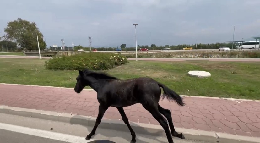 Bursa’da başıboş at trafiği alt üst etti