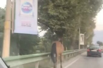 Bursa’nın yollarında başıboş atlar cirit atıyor