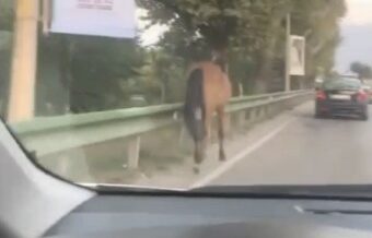 Bursa’nın yollarında başıboş atlar cirit atıyor
