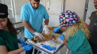 Bursa’da ormana bırakılan cins köpeğin meme kanseri tedavisi devam ediyor