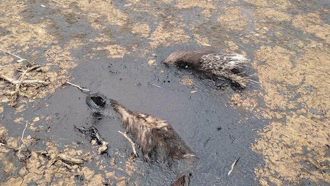 Nesli tükenmekte olan çizgili sırtlan bataklığa saplandı