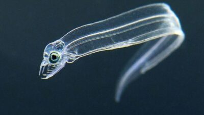 Kas ve organları görünmeyen Leptocephalus isimli balıkla tanışın
